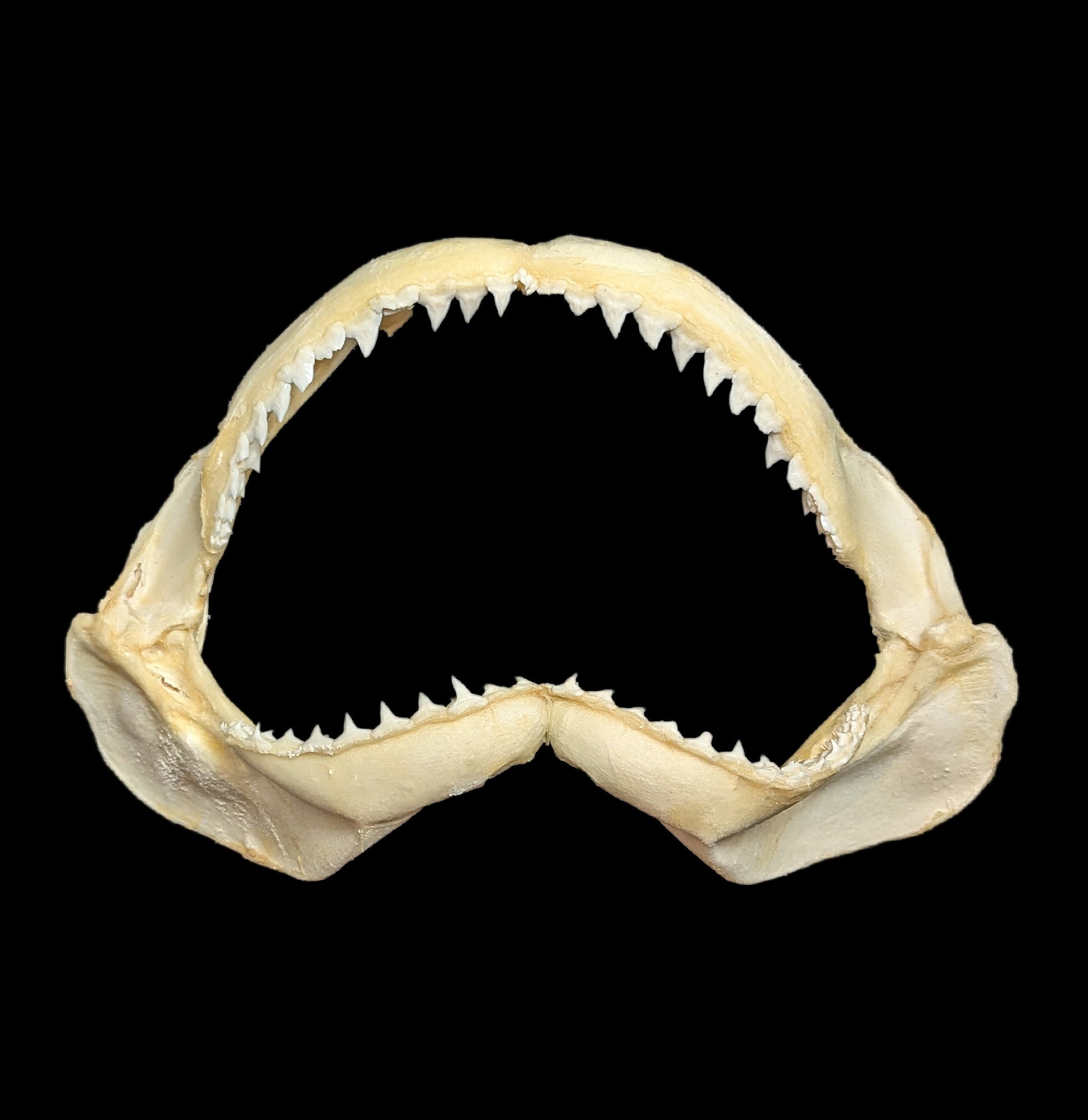 Authentic Bull Shark Jaw - Real Shark Teeth for Collectors, Home Decor, and Educational Use | Perfect for Marine Biology Enthusiasts and Unique Gift Ideas