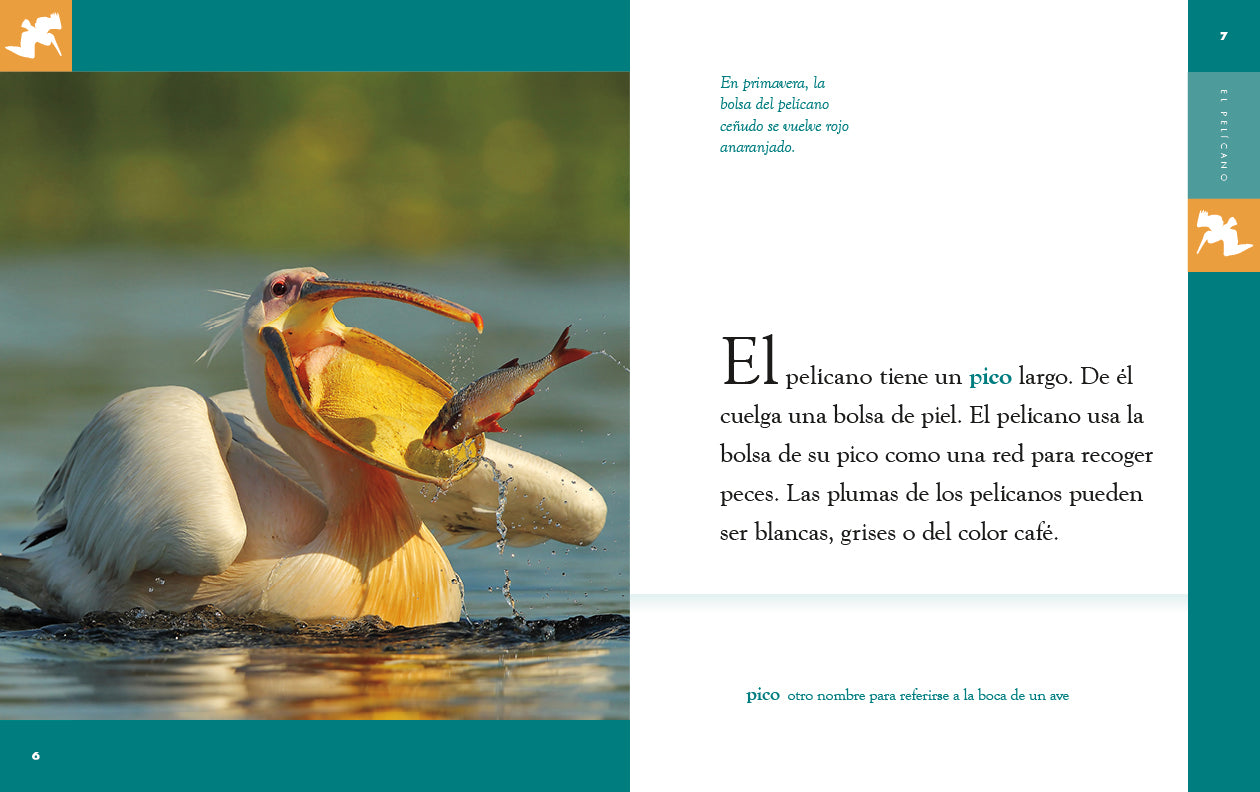 El Pelicano 9781640265905 - Bilingual Children's Book in English and Spanish - Perfect for Storytime, Classroom Learning & Bilingual Education