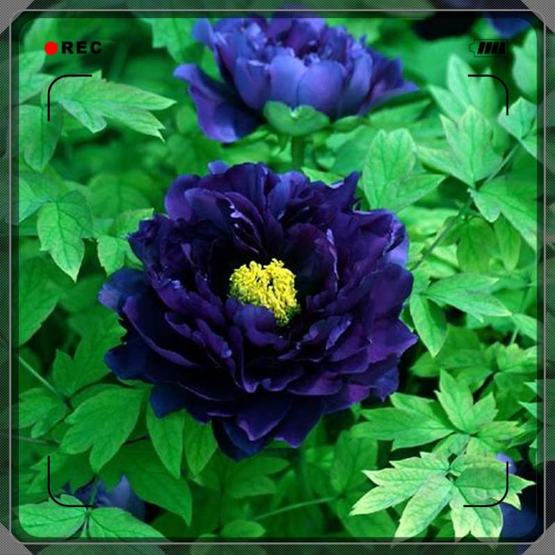 Premium Peony Bulbs for Planting - Imported Perennial Flower Plants (4 Bulbs) - Grows Well in Pots & Gardens - Perfect for Home Decor, Landscaping & Gifting
