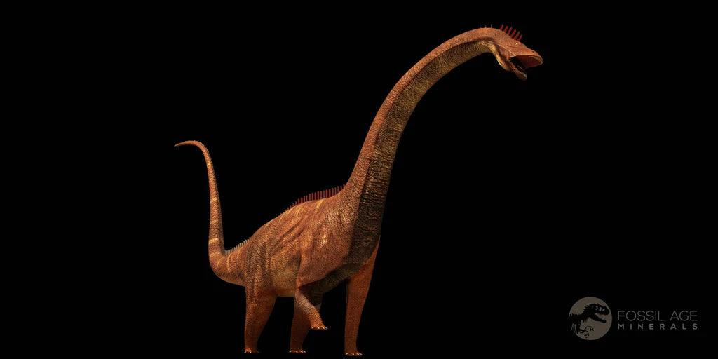 Authentic Diplodocus Dinosaur Fossil Limb Bone - Jurassic Age Morrison Formation Wyoming (COA Included) - Perfect for Paleontology Collections, Museum Displays & Educational Use