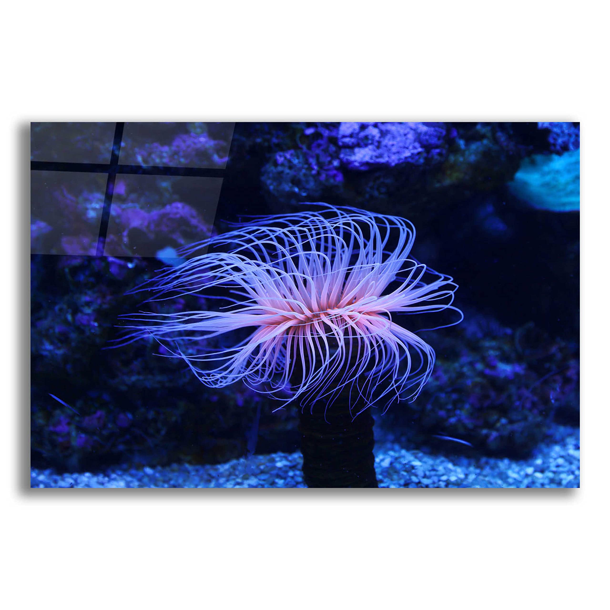 Epic Art 'Deep Sea Tango' Acrylic Glass Wall Art - 24x16 Inches Modern Ocean Painting for Living Room, Bedroom & Office Decor