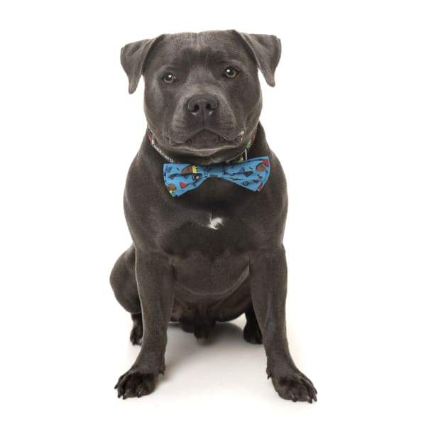 Fuzzyard Kings of Gold School Pet Bow Tie for Dogs & Cats - Adjustable Collar Accessory (2 Sizes) - Perfect for Pet Photos, Parties & Special Occasions