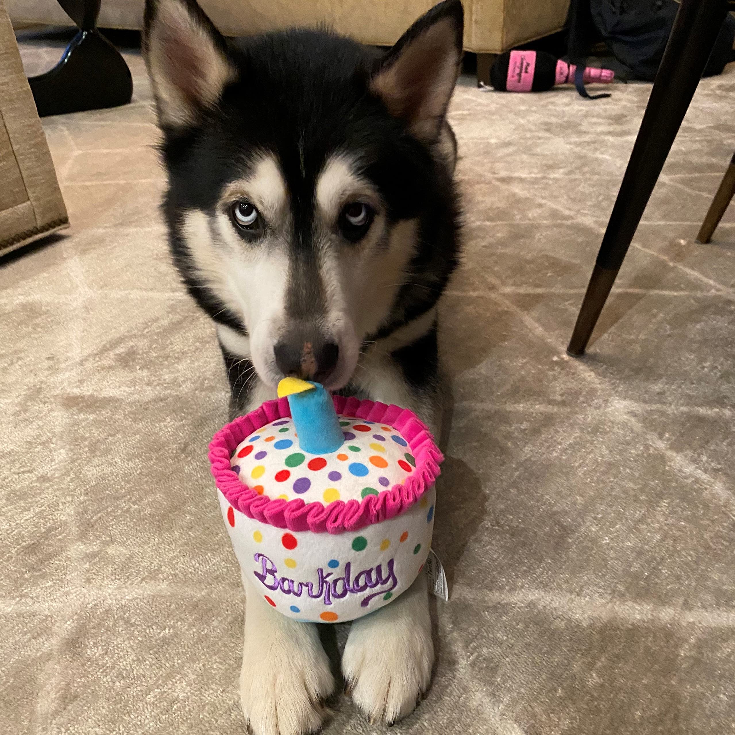 Happy Barkday Cake Plush Dog Toy with Squeaker - Large Birthday Gift for Dogs | Fun Interactive Playtime & Celebration Treat for Your Pup's Special Day
