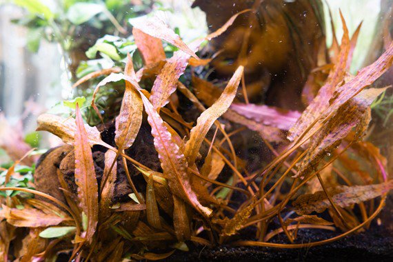 Dennerle Cryptocoryne Affinis 'Dark Orange' Live Aquarium Plant - Easy Aquatic Plant for Freshwater Fish Tanks, Aquascaping & Low Light Aquariums
