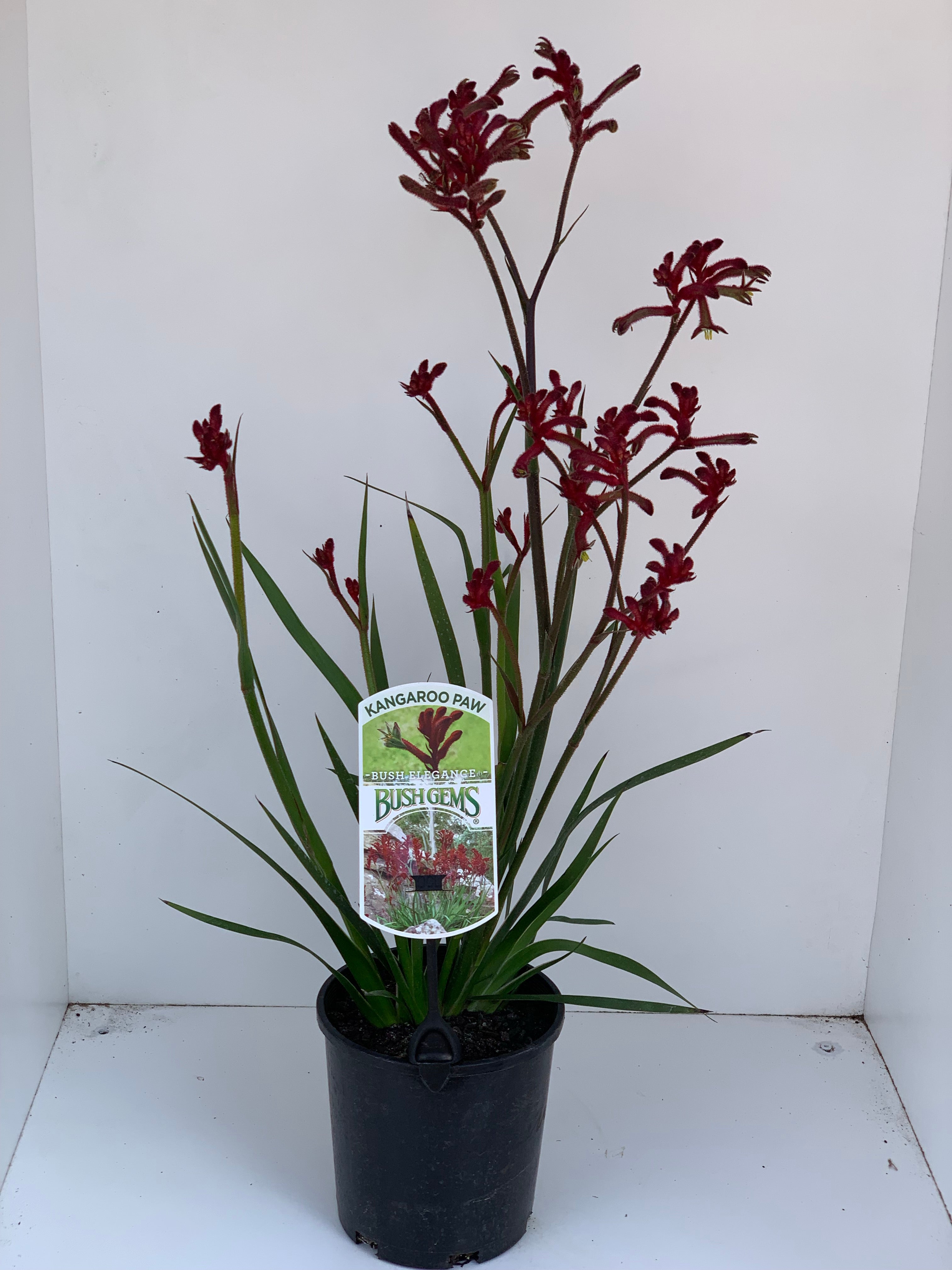 Anigozanthos 'Bush Elegance' Kangaroo Paw Plant - Drought-Tolerant Perennial Flower for Gardens, Landscaping & Cut Flower Arrangements