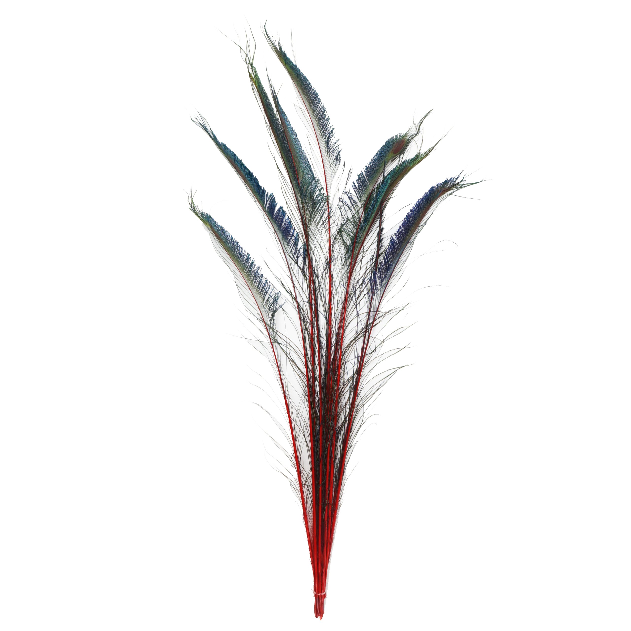 Natural Peacock Sword Stem Feathers - 10 Pack Red Feathers for DIY Crafts, Art Supplies, Home Décor (20”-25”) - Perfect for Costumes, Jewelry Making & Bohemian Decor