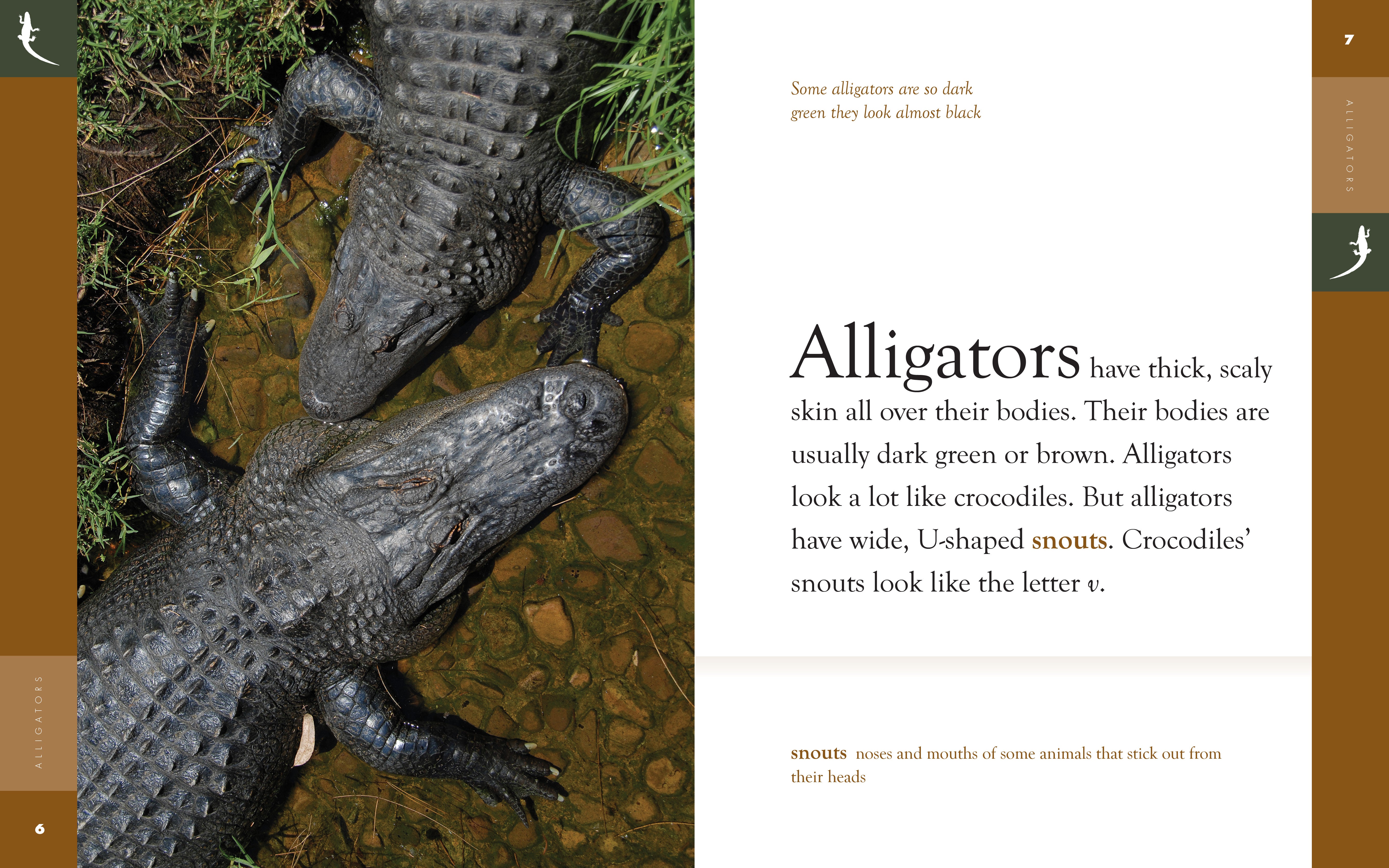Amazing Animals (2014): Alligators - Educational Wildlife Documentary for Kids & Nature Lovers - Perfect for Classroom Learning & Family Movie Nights