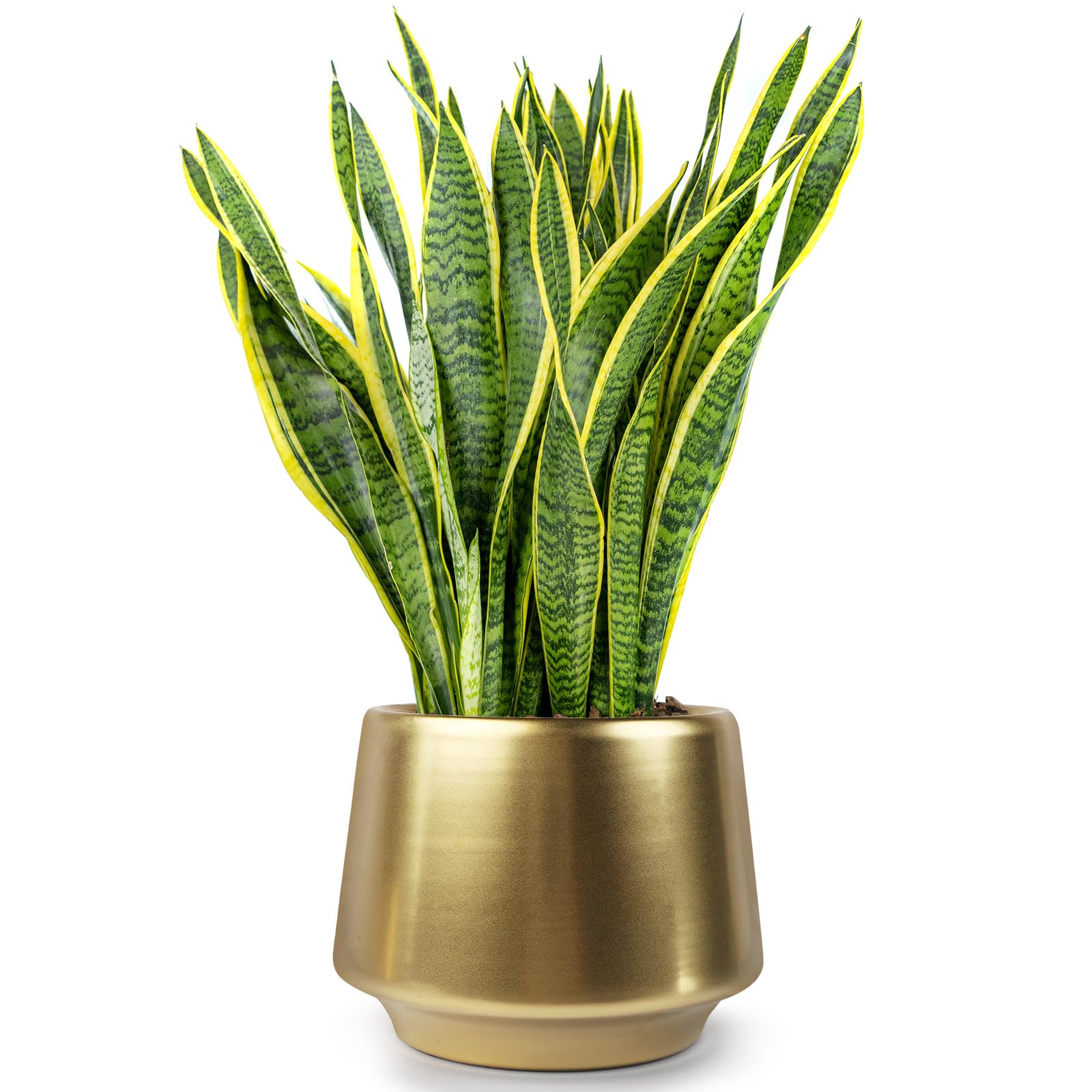 6 Inch Gold Planter Flower Pots - Decorative Indoor Succulent Plant Containers in Brass Finish (5.9