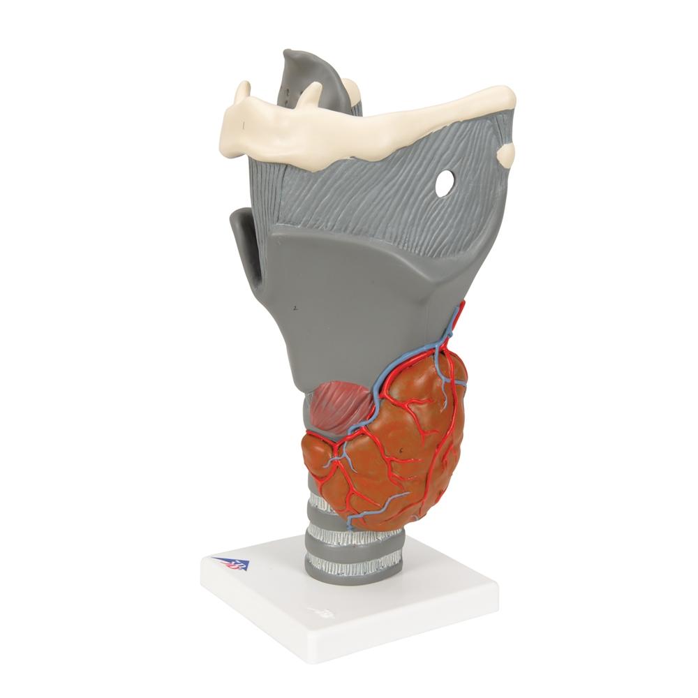 Premium 2.5X Enlarged Larynx Anatomy Model - Detailed Functional Human Throat Structure for Medical Students, Doctors & Speech Therapists - Perfect for Classroom Demonstrations & Clinical Training