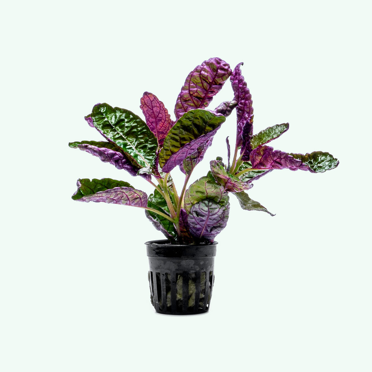 Exotic Purple Waffle Plant (Hemigraphis Exotica) - Live Houseplant for Home & Office Decor, Terrariums, and Indoor Gardens