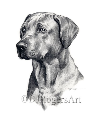 Rhodesian Ridgeback Pencil Drawing Art Print - Handmade Dog Portrait by Artist DJ Rogers - Perfect for Home Decor, Office Wall Art & Pet Lover Gifts