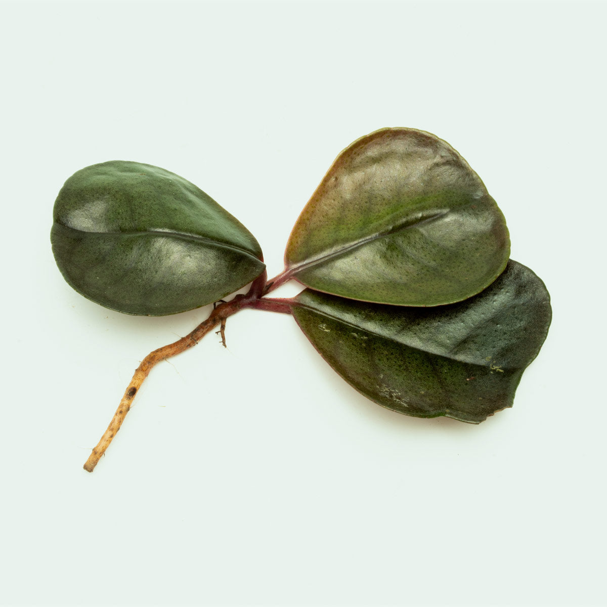 Buy Ardisia Sp Green Plants Online - Live Houseplants for Home & Office Decor - Perfect for Indoor Gardens, Terrariums, and Gift Giving