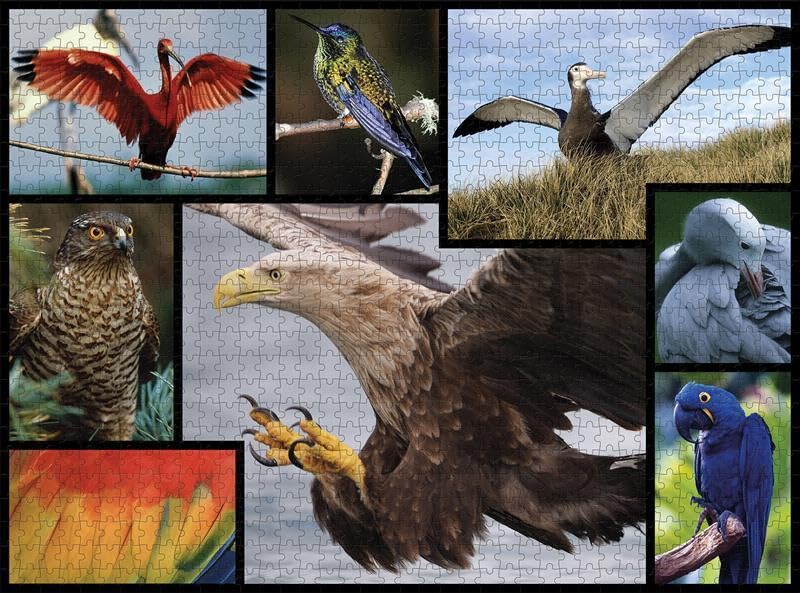 WWF Birds 1000 Piece Jigsaw Puzzle - Premium Quality Wildlife Puzzle for Adults & Teens - Perfect for Family Game Night, Relaxation & Home Decor