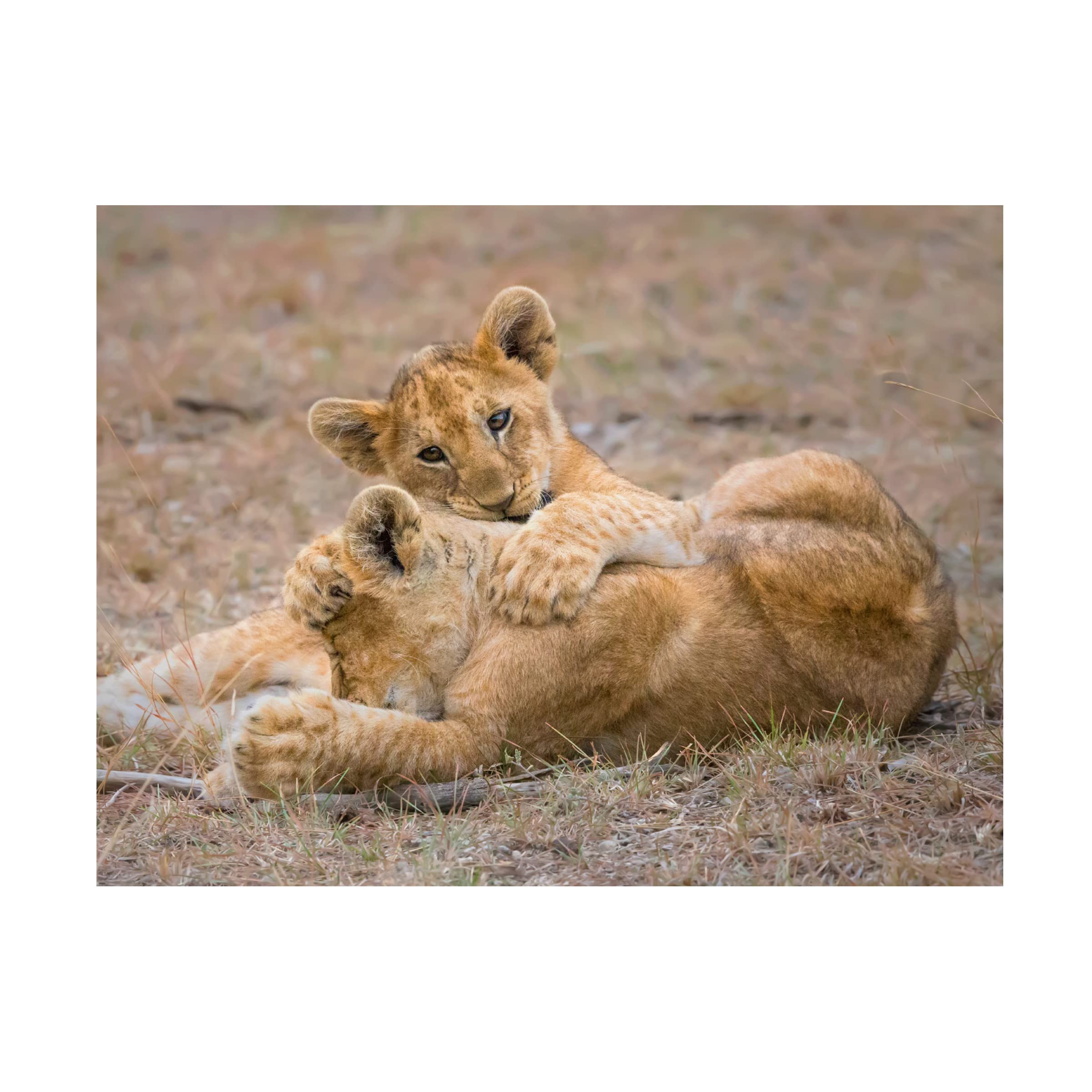 Trademark Fine Art 'The Love' Canvas Wall Art by Young Feng - Romantic Home Decor for Living Room & Bedroom