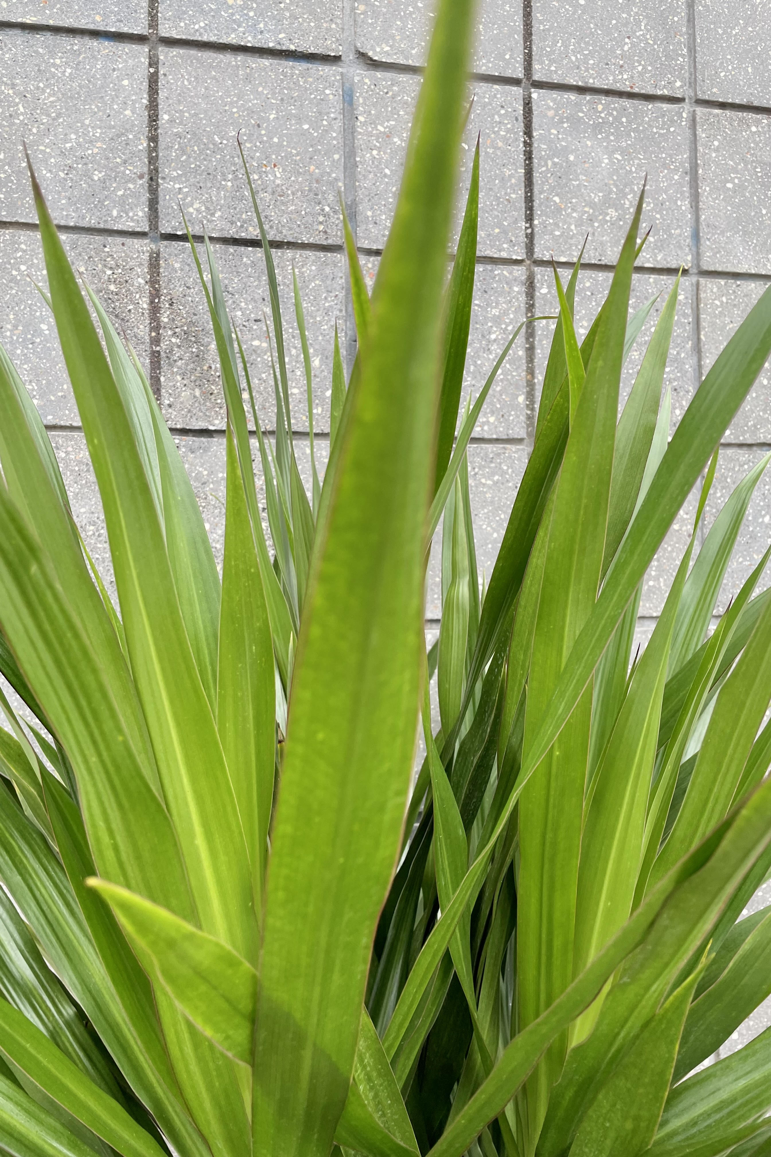 Dracaena 'Tarzan' Standard Form 14