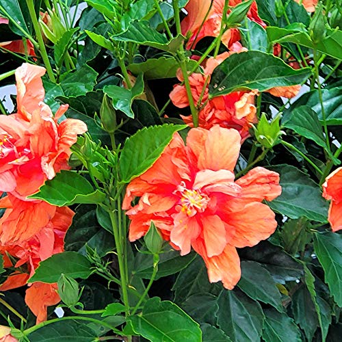 Braided Live Hibiscus Tree - Double Peach Flower - Tropical Plants for Florida - 38