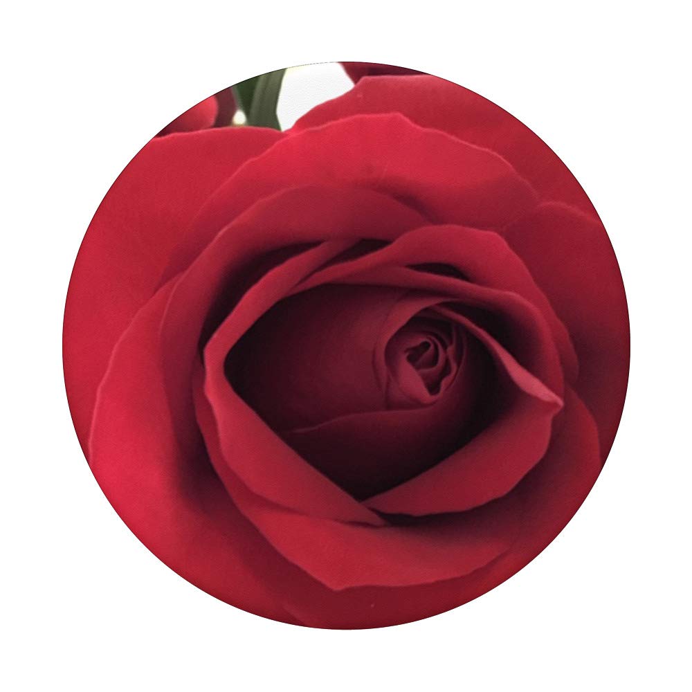 Fresh Red Roses Bouquet - Long Stemmed Roses for Valentine's Day, Anniversary, Wedding, Home Decor & Romantic Gifts