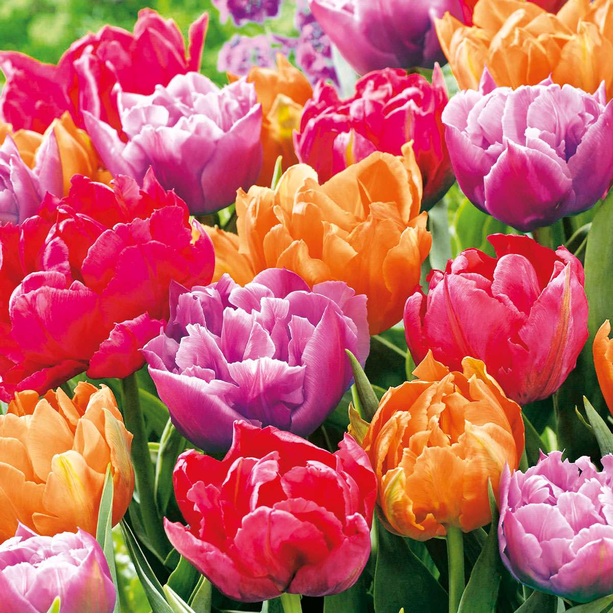 20 Pack Tulip Blossoms Lunch Napkins - Floral Printed Paper Napkins for Party, Wedding, Picnic & Everyday Dining