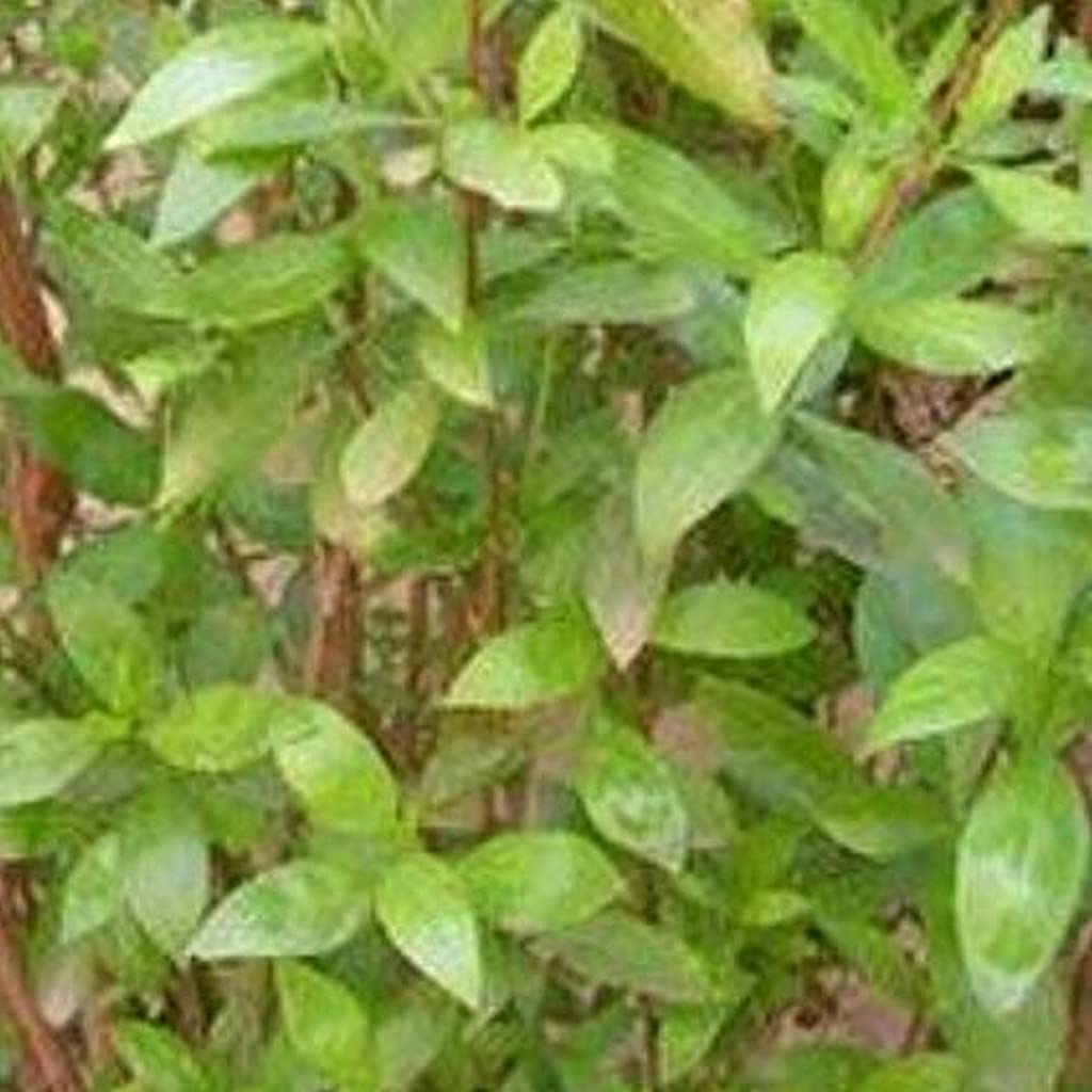 Ohhsome Natural Henna Plant (Mehandhi Live Plant) - Healthy Balcony Plant for DIY Mehndi & Tattoos | Perfect for Home Decor, Weddings & Festive Occasions