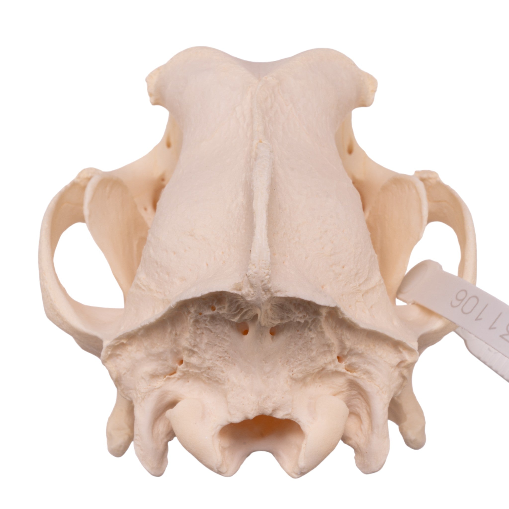 Authentic German Shepherd Dog Skull - Real Domestic Canine Skull for Veterinary Study, Taxidermy, and Educational Displays