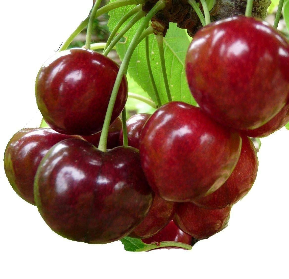 8 Unrooted Stella Red Sweet Cherry Tree Cuttings for Planting - Fresh Fruit Tree Scions for Grafting & Home Gardening | Perfect for Orchard Planting, Backyard Fruit Trees & DIY Horticulture Projects