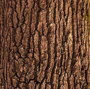 Natural Wood Bark for Crafts, DIY Projects, and Home Decor - Perfect for Scrapbooking, Terrariums, and Rustic Wedding Centerpieces