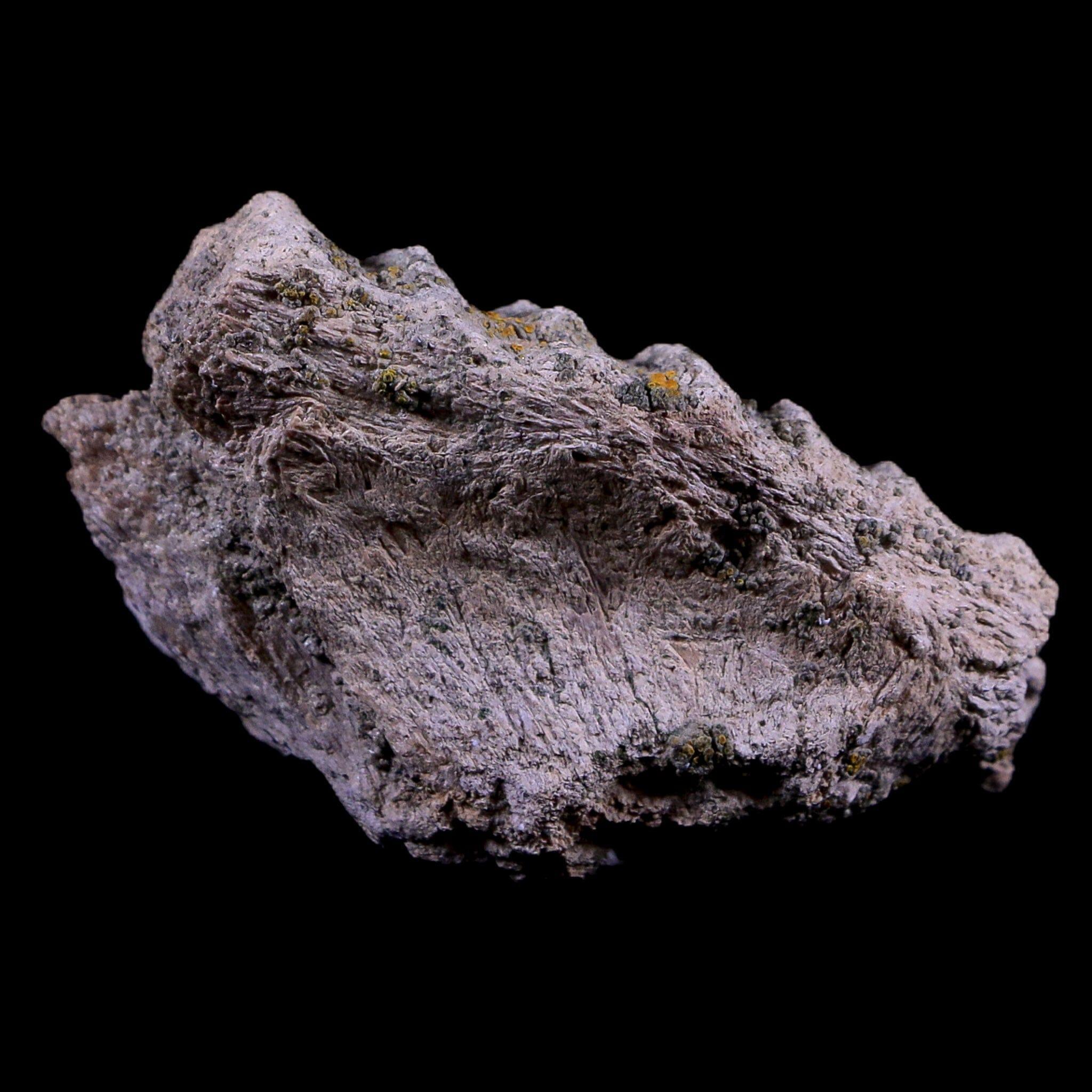 Authentic Gryposaurus Fossil Jaw Maxilla Bone - Duck-Billed Dinosaur Fossil from Judith River Formation, Montana - Includes COA - Perfect for Paleontology Collections, Educational Displays & Dinosaur Enthusiasts