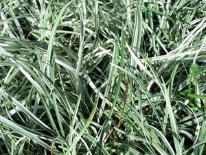 Pixies Gardens 18-Pack Liriope Spicata 'Silver Dragon' Monkey Grass Plants in 3.5
