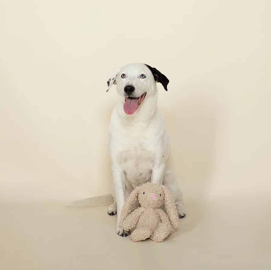 Honey Bunny Soft Plush Dog Toy - Cute & Durable Chew Toy for Small & Medium Dogs - Perfect for Playtime, Training & Cuddling - Ideal for Indoor & Outdoor Use