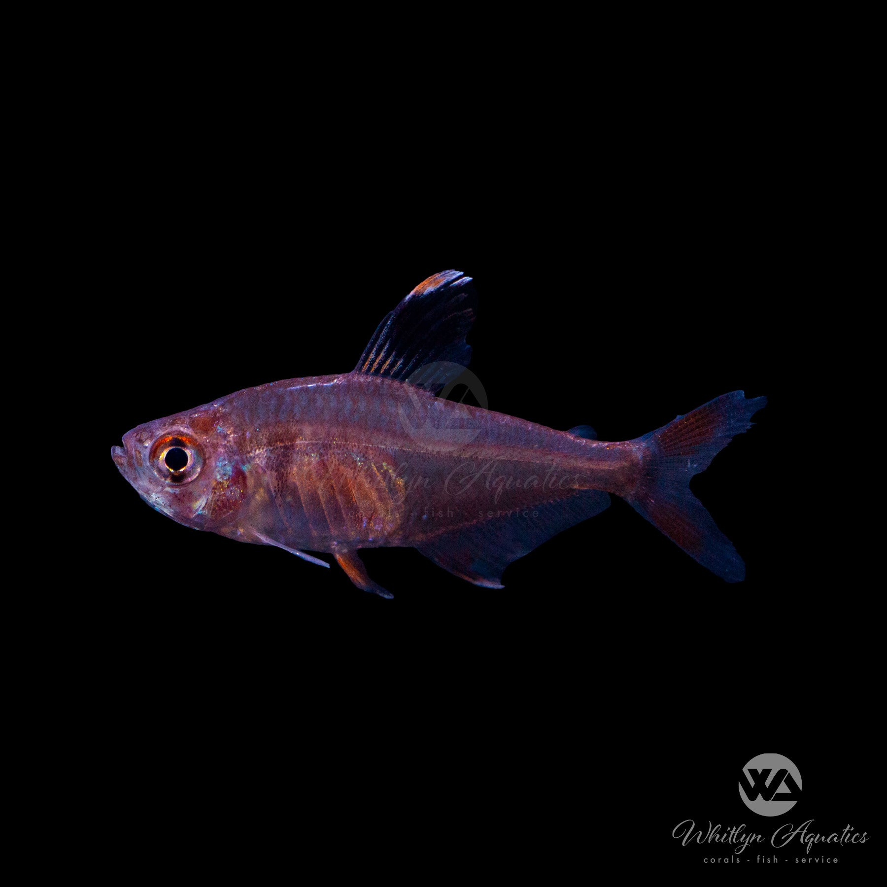 Ornate Tetra Fish (Hyphessobrycon bentosi) - Live Freshwater Aquarium Fish for Tropical Tanks, Community Aquariums & Fish Breeding