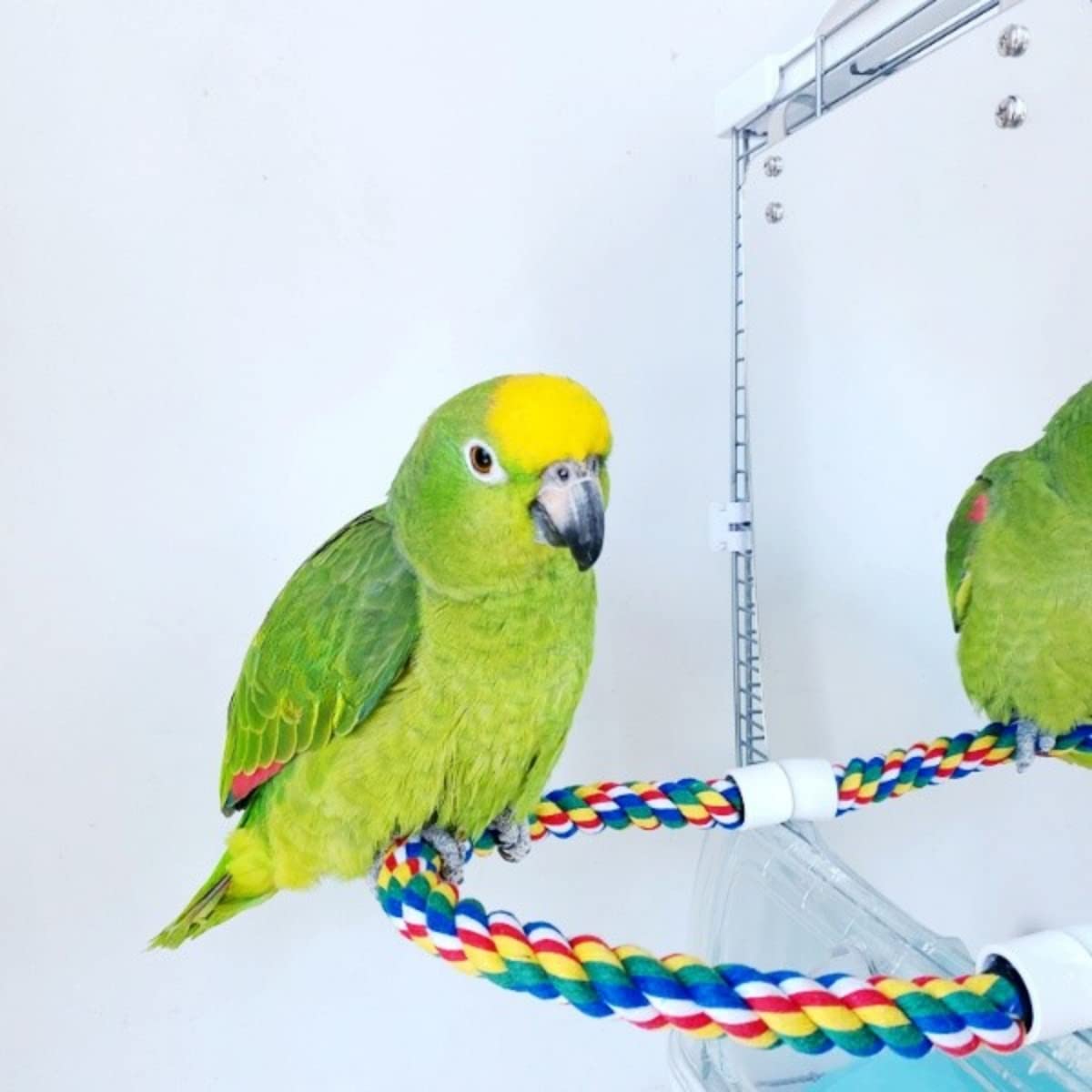Stainless Steel & Acrylic Bird Mirror with Colorful Cotton Rope Perch for Finches, Cockatiels, Parrots, Conures, Lovebirds, Canaries - Perfect for Bird Cages, Aviaries & Play Gyms