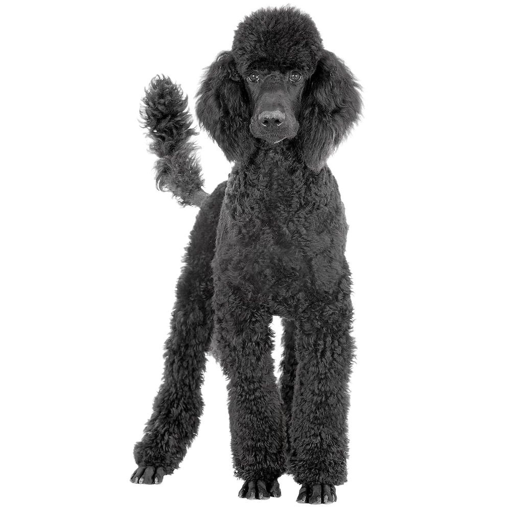 Poodle Picture Mug 11 oz (325 ml) - Ceramic Coffee Cup with Cute Dog Design - Perfect for Dog Lovers, Tea & Coffee Drinkers - Great Gift for Birthdays, Holidays & Office Use