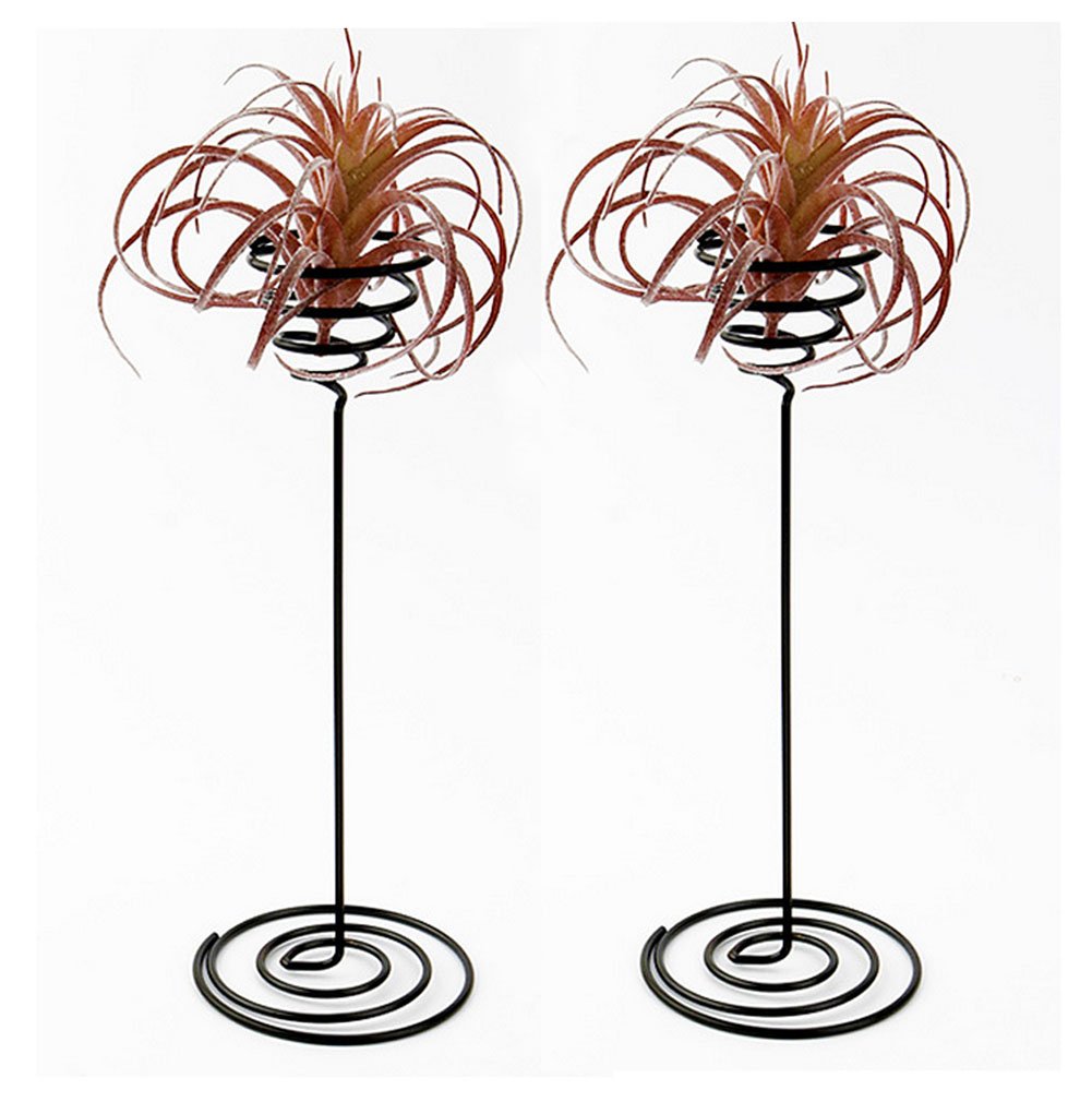Hotoco Air Plant Stand Holder - 2 Pack Tabletop Planter for Tillandsia with Wooden Base | Perfect for Home Decor, Office Desk & Gift Giving