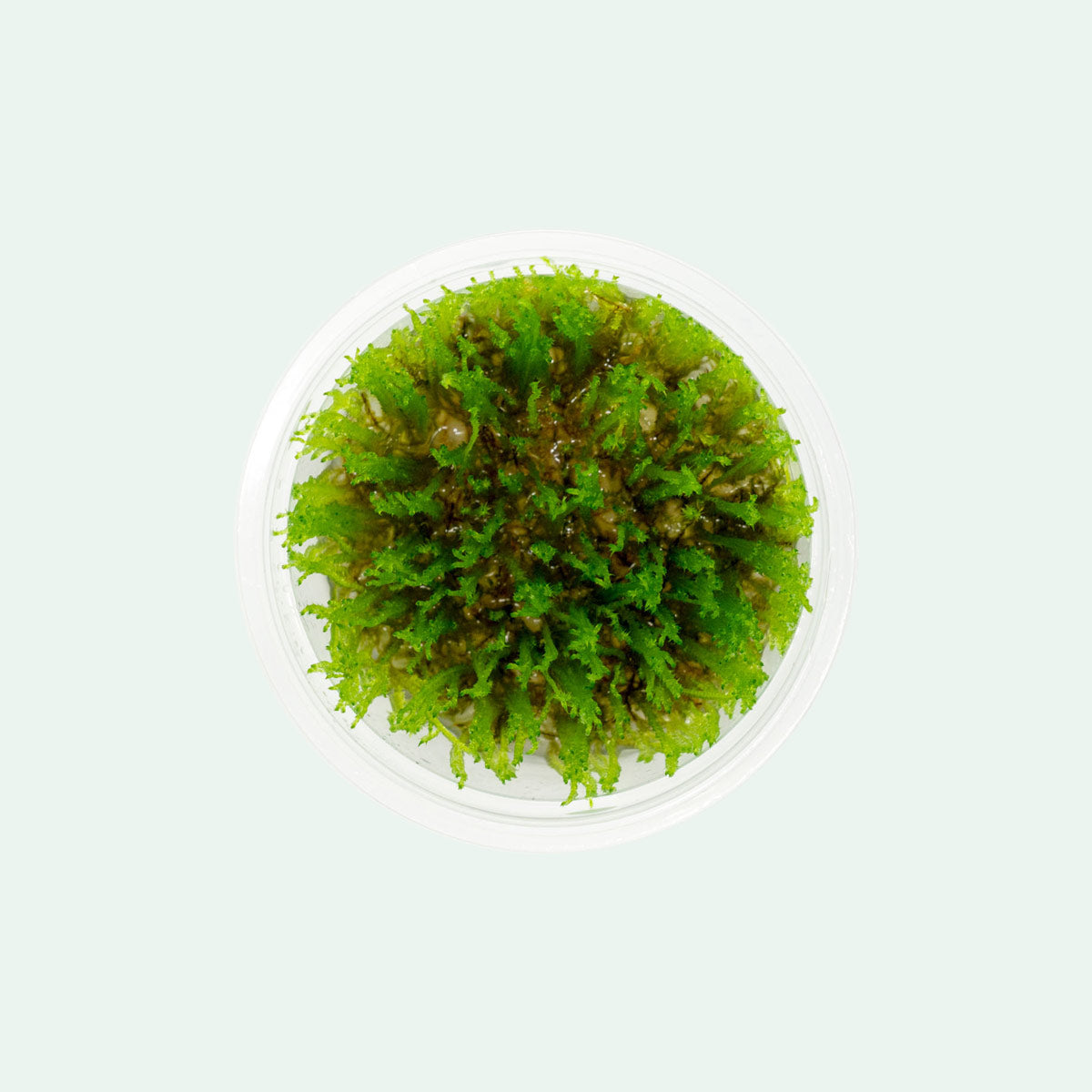 Premium Taiwan Moss for Aquarium Plants - Live Aquatic Moss for Shrimp Tanks, Terrariums & Aquascaping - Natural Decoration for Fish Tanks & Nano Aquariums