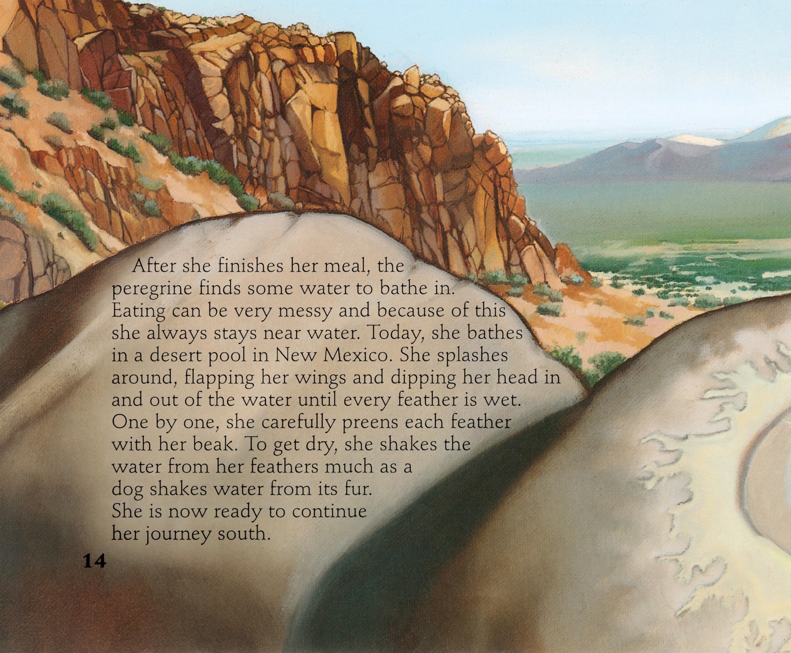 The Peregrine's Journey: A Story of Bird Migration - Perfect for Nature Lovers, Bird Watchers & Educational Reading