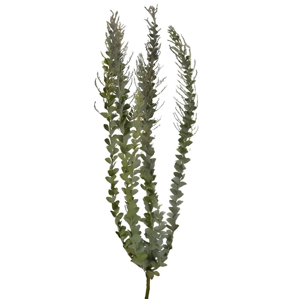 Autumn Acacia Greenery - Premium Faux Fall Leaves for Home Decor, Wedding Centerpieces & Seasonal Displays | Perfect for Tablescapes, Wreaths & DIY Crafts