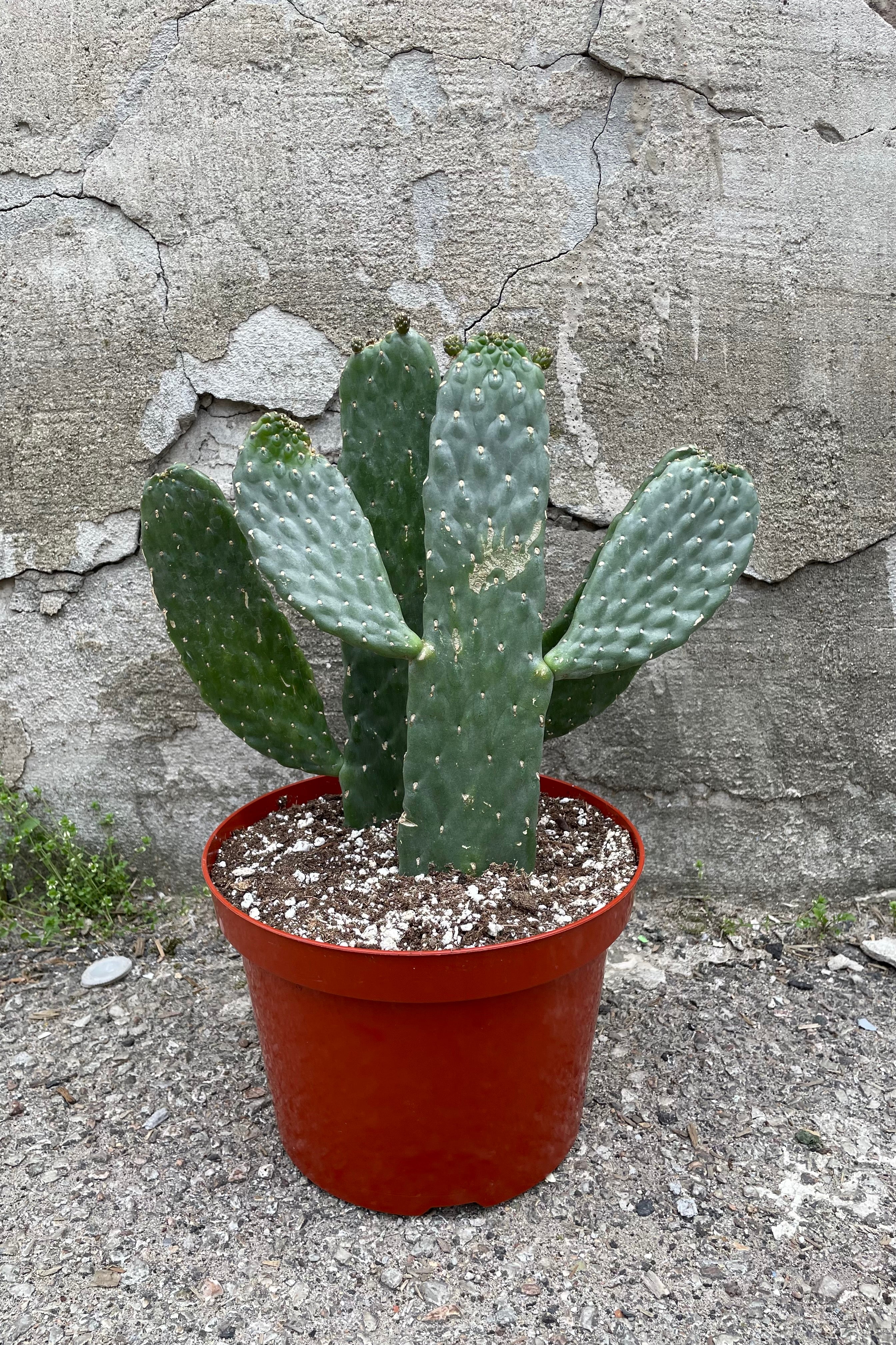 Consolea Rubescens Cactus - 8 Inch Prickly Pear Plant for Home & Office Decor | Perfect for Indoor Succulent Gardens & Desert Landscaping