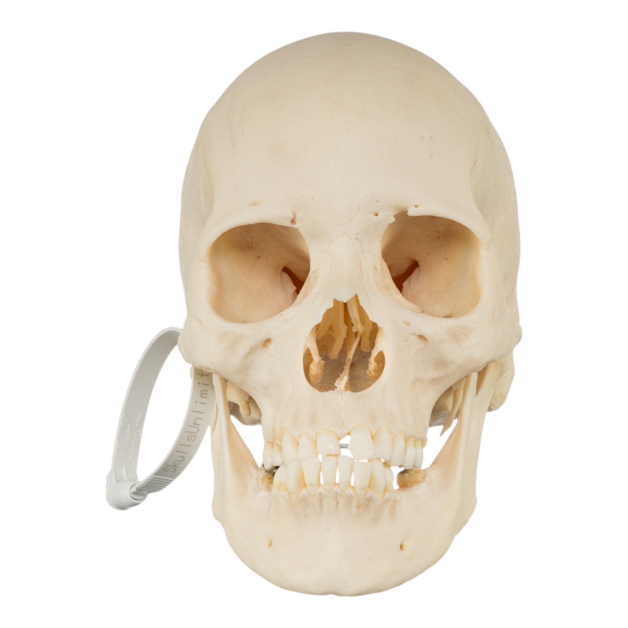 Premium Disarticulated Human Skeleton Model for Medical Education & Research | Anatomical Study, Classroom Demonstration & Laboratory Use