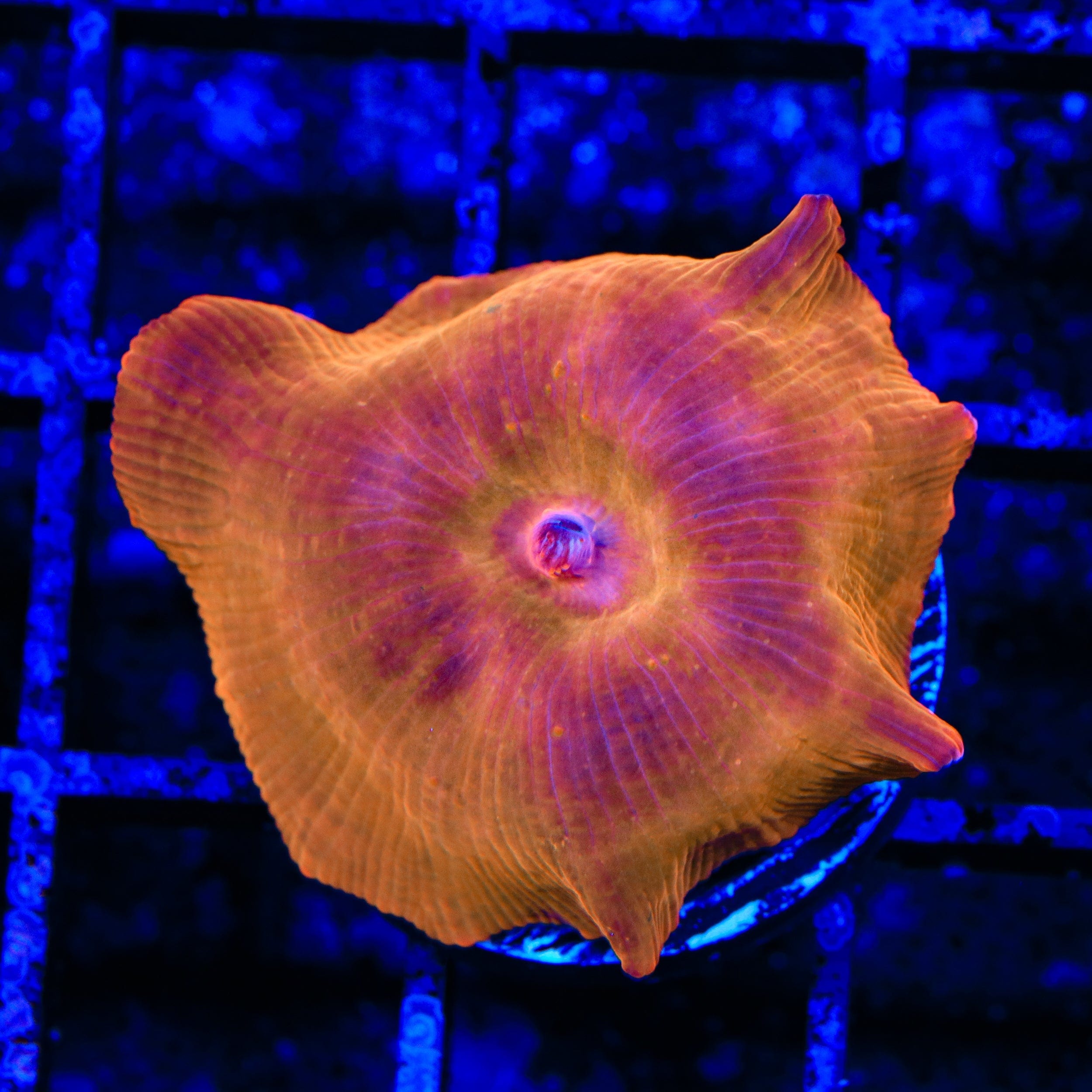Buy Flaming Mushroom Coral for Saltwater Aquariums - Vibrant Coral for Reef Tanks & Marine Aquascaping