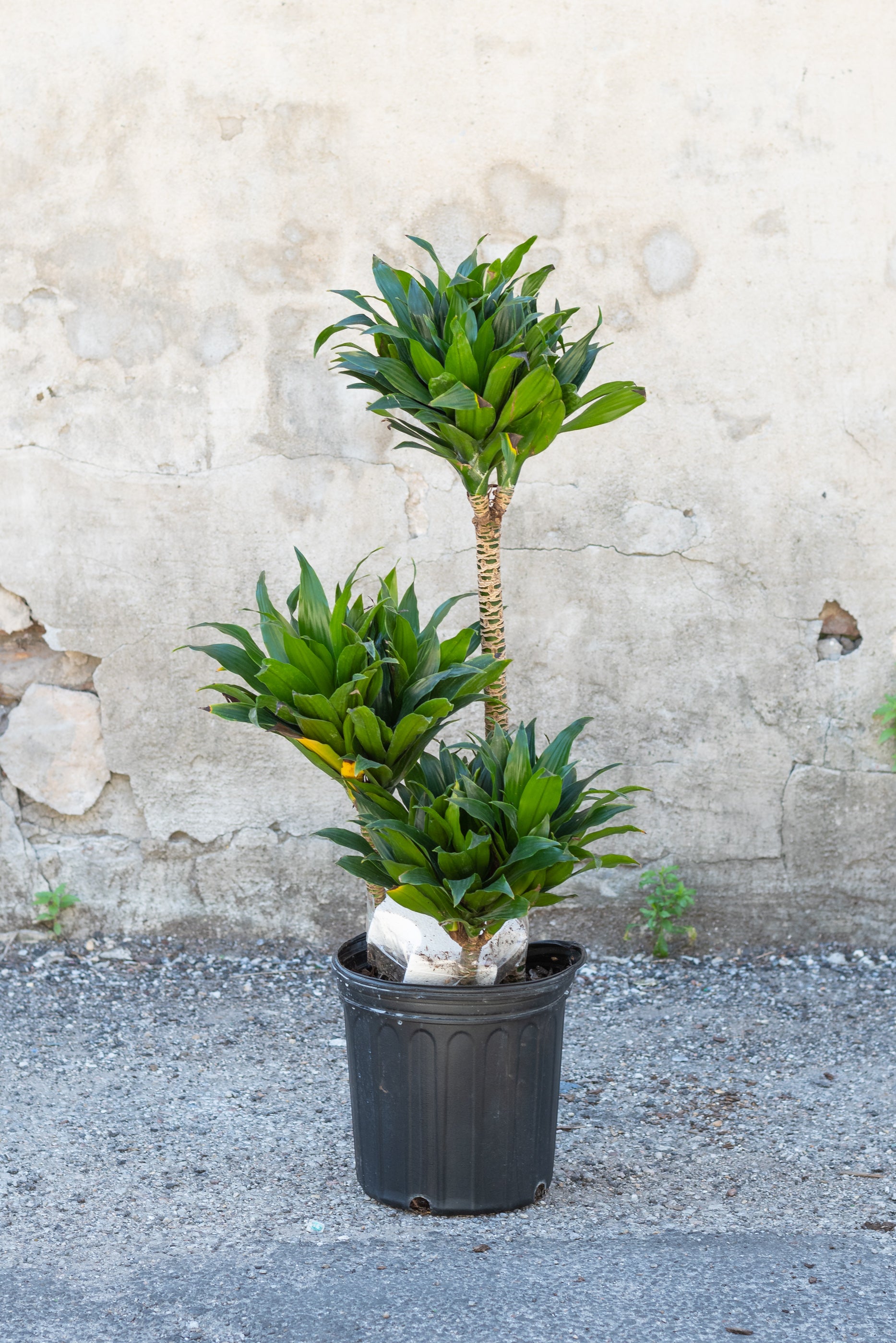 Dracaena 'Janet Craig Compacta' Cane 8 - Compact Indoor House Plant for Home & Office Decor - Perfect for Living Rooms, Bedrooms and Workspaces
