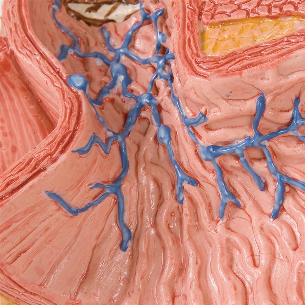 Human Esophagus Anatomy Model - Detailed Medical Teaching Tool for Digestive System Study | Ideal for Students, Doctors & Healthcare Professionals