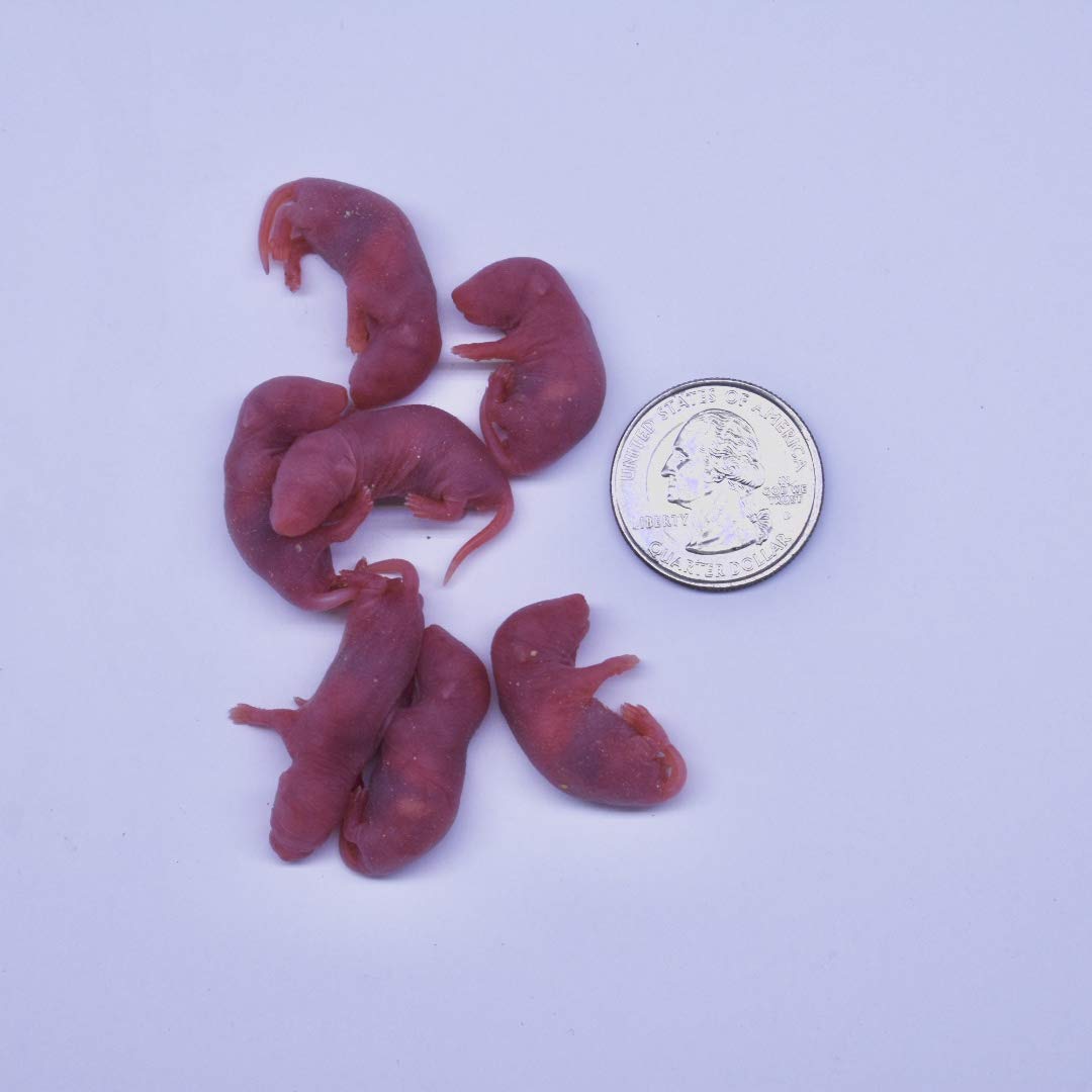 Frozen Mice Combo Pack - 15 Small Pinkies & 15 Pinkies Feeder Mice (40oz, Pack of 30) - Premium Reptile Food for Corn Snakes, Ball Pythons & Lizards - Perfect for Feeding Pet Snakes & Exotic Reptiles at Home or Zoo