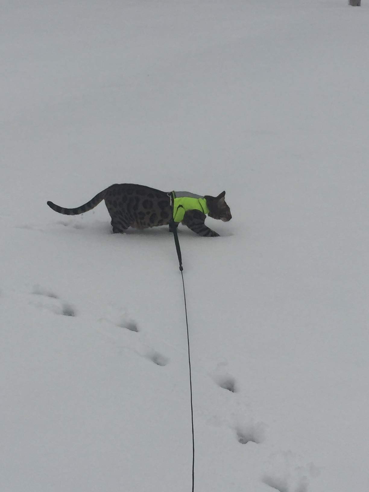 High Visibility Reflective Cat Jacket & Harness for Adult Cats - Safe Outdoor Walking & Nighttime Adventures
