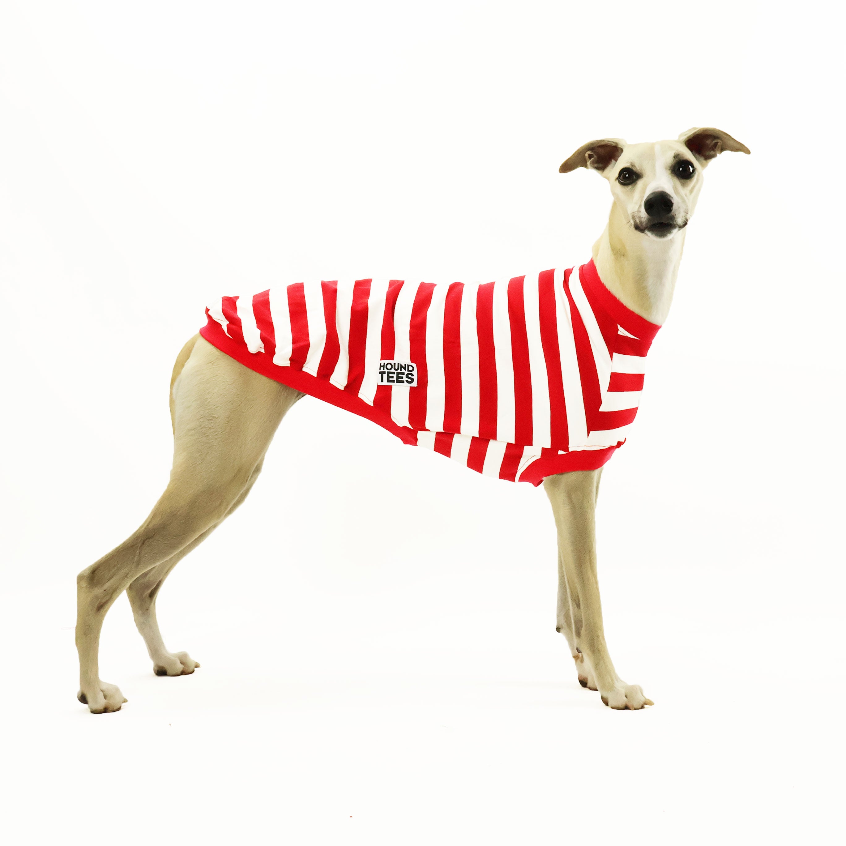 Wally Whippet Sleeveless Dog T-Shirt for Active Pets - Perfect for Running, Walking & Outdoor Adventures