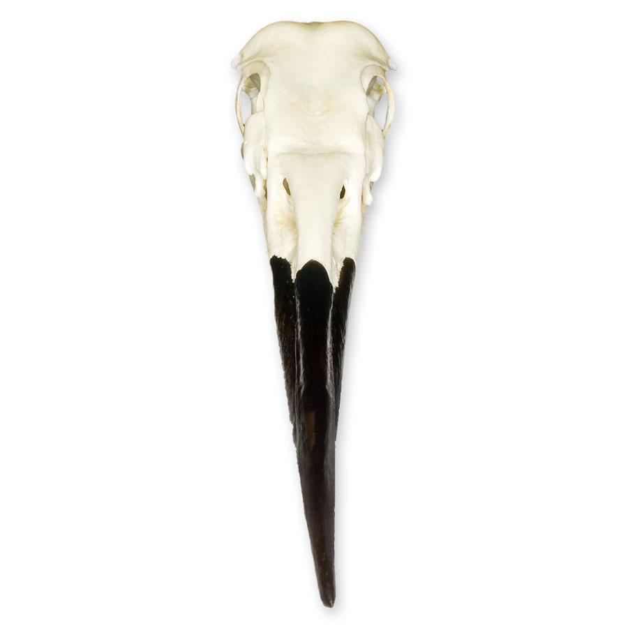 Authentic Replica Great Blue Heron Skull - Lifelike Bird Skull Decoration for Home, Office & Halloween Decor | Perfect for Gothic, Nature & Taxidermy Enthusiasts