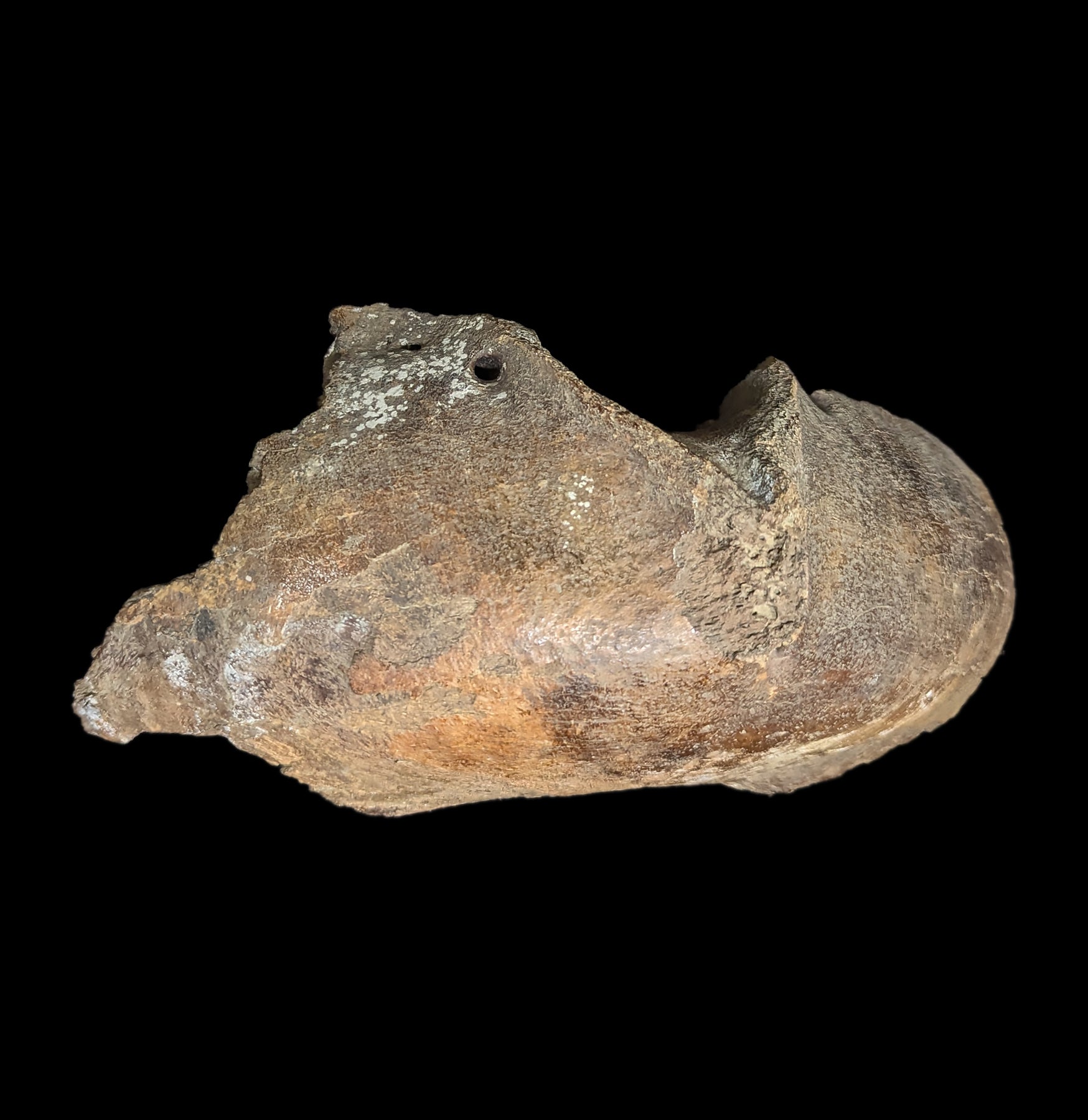 Authentic Woolly Mammoth Lower Front Mandible Fossil - Prehistoric Ice Age Collectible for Home Decor & Educational Display