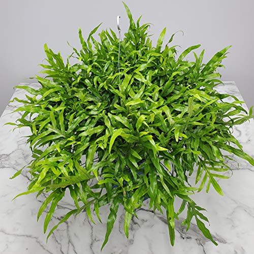 Kangaroo Fern Hanging Basket - 12 Inch Indoor Outdoor Hanging Planter with 20-24 Inch Spread - Tropical Houseplant from Florida (Includes Plant, Fertilizer & Potting Soil) - Perfect for Patio, Balcony, Living Room & Office Decor