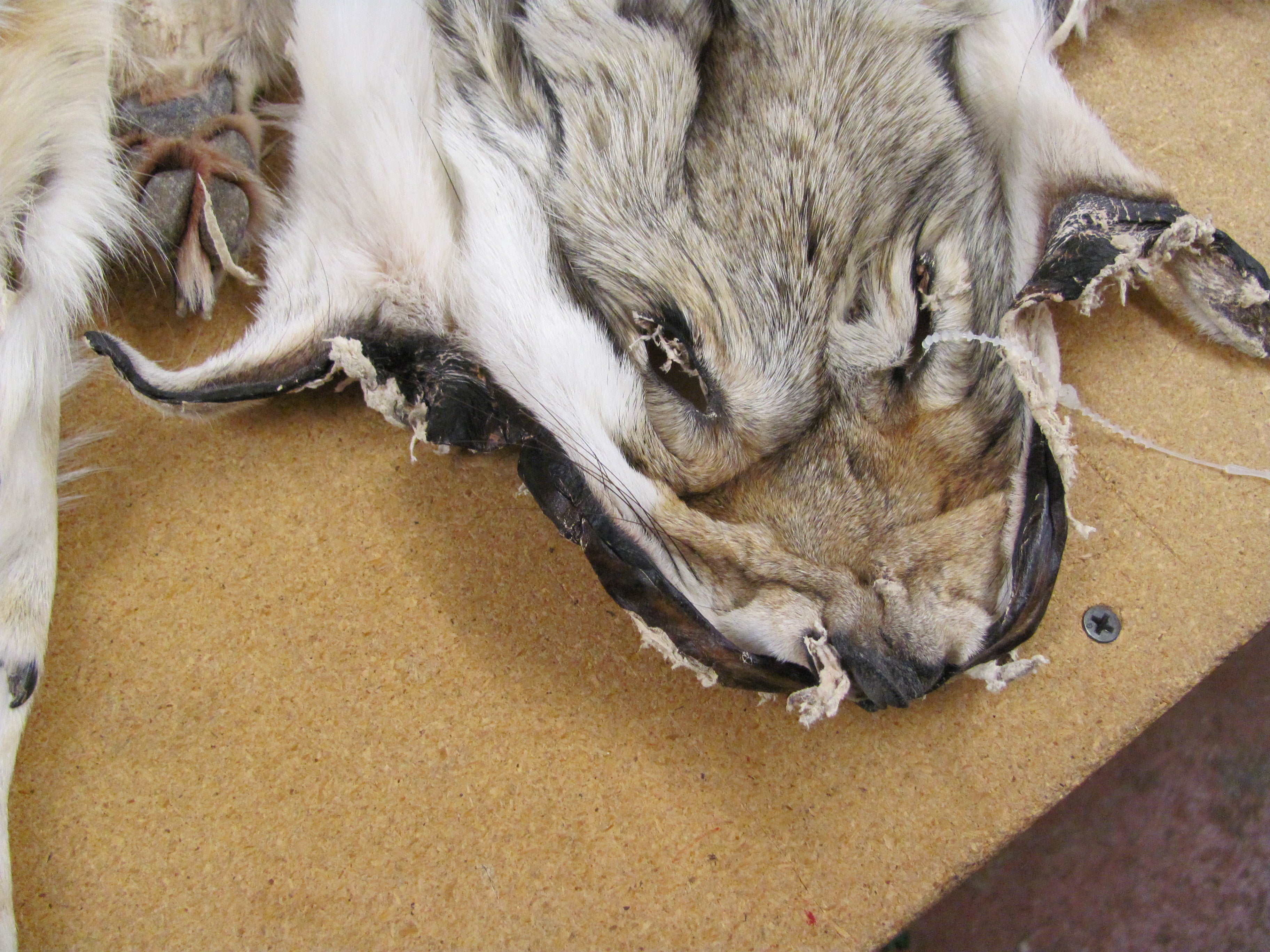 Authentic Western Coyote Fur Pelts with Paws - Perfect for Taxidermy, Home Decor, and Hunting Trophies