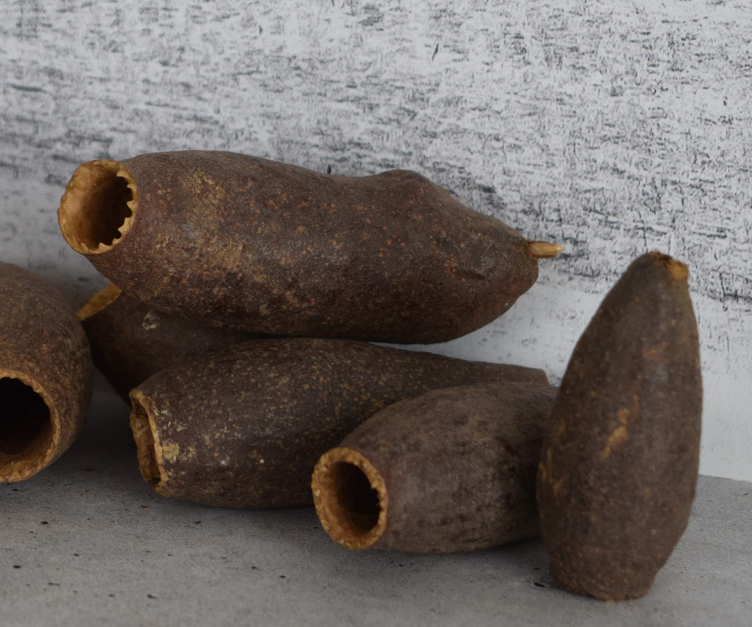 Natural Jequitiba Pods for Shrimp Tanks, Fish Aquariums & Aquatic Pets - Premium Botanicals for Bioactive Environments, Crafts & DIY Decorations - Perfect for Shrimp Breeding, Betta Fish Habitats and Natural Aquascaping