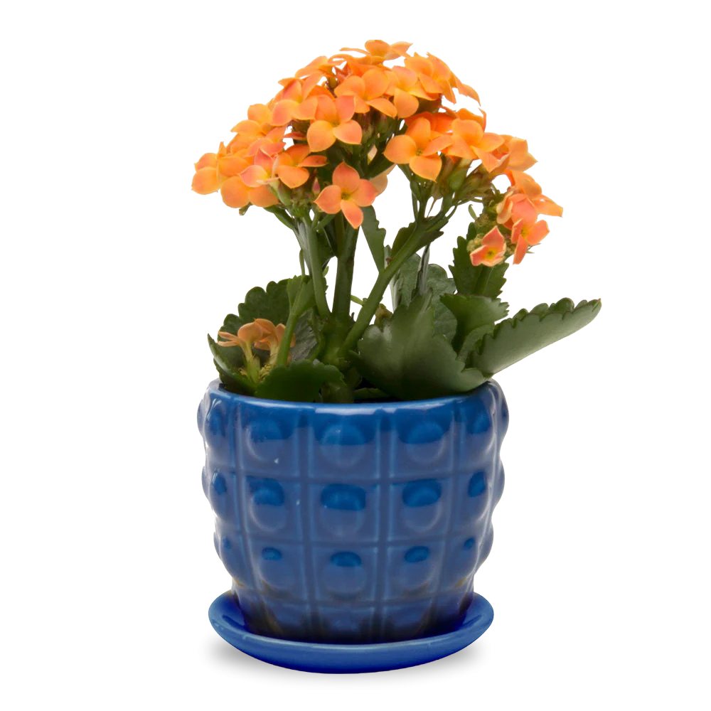 Premium Convex Ceramic Plant Pot with Drainage Hole & Saucer - Perfect for Indoor Plants, Succulents, and Home Decor